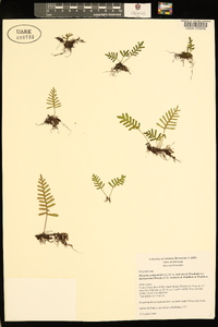 Pleopeltis polypodioides image