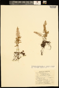 Pleopeltis polypodioides var. michauxiana image