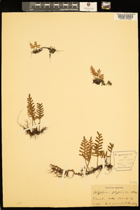 Pleopeltis polypodioides image