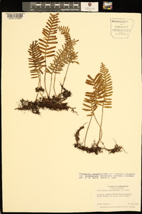 Pleopeltis polypodioides image