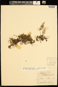 Pleopeltis polypodioides image