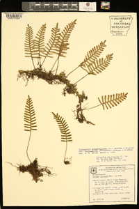 Pleopeltis polypodioides image