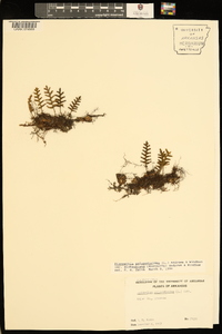 Pleopeltis polypodioides var. michauxiana image