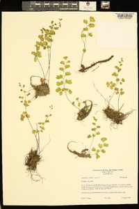 Adiantum capillus-veneris image