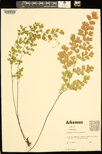 Adiantum capillus-veneris image