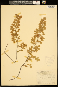 Adiantum capillus-veneris image