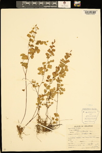 Adiantum capillus-veneris image