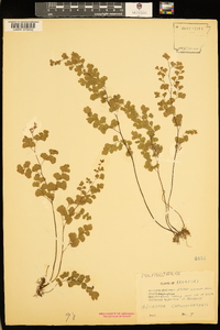 Adiantum capillus-veneris image