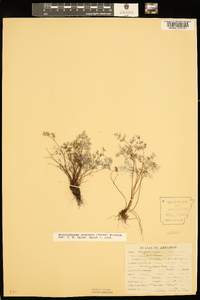 Argyrochosma dealbata image