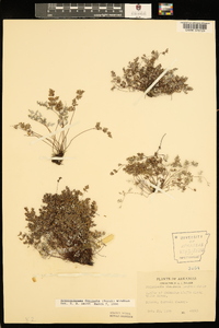 Argyrochosma dealbata image