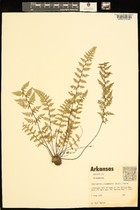 Myriopteris alabamensis image