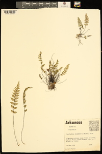 Myriopteris alabamensis image