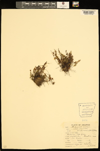 Myriopteris alabamensis image