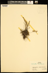 Myriopteris alabamensis image