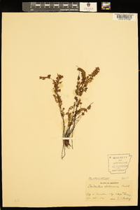 Myriopteris alabamensis image