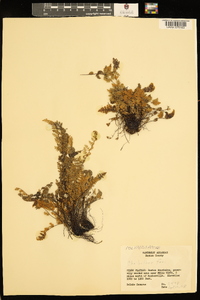 Myriopteris gracilis image