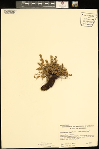 Myriopteris gracilis image