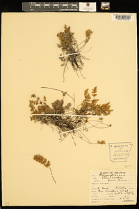 Myriopteris gracilis image