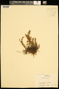 Myriopteris lanosa image