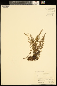 Myriopteris lanosa image