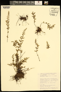 Myriopteris lanosa image