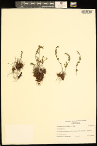Myriopteris lanosa image