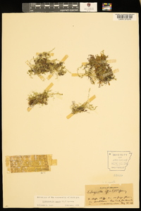 Selaginella apoda image