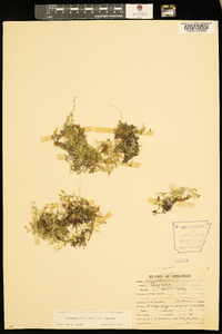 Selaginella apoda image