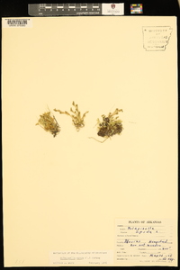 Selaginella apoda image