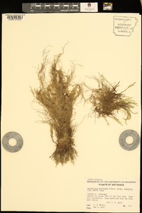 Selaginella arenicola image