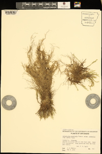 Selaginella arenicola subsp. riddellii image