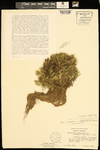 Selaginella arenicola image