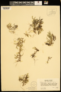 Selaginella rupestris image