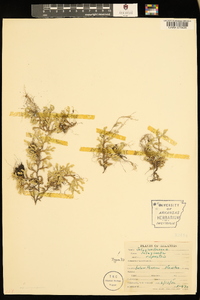 Selaginella rupestris image