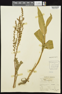 Rumex altissimus image