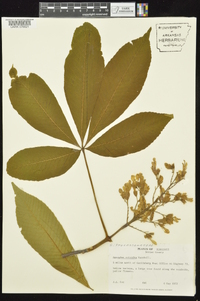Aesculus flava image