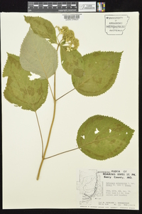 Hydrangea arborescens var. deamii image