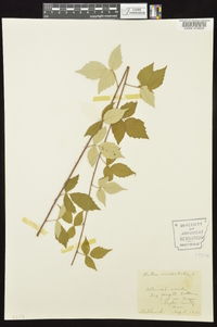 Rubus occidentalis image