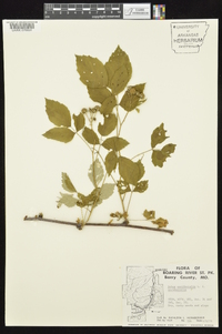 Rubus occidentalis image