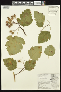 Crataegus mollis image