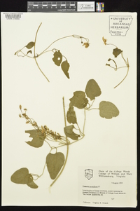 Clematis terniflora image