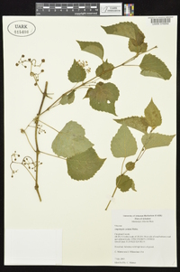 Ampelopsis cordata image