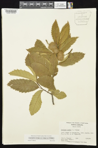 Castanea pumila var. pumila image