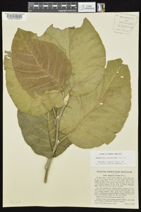 Magnolia acuminata image