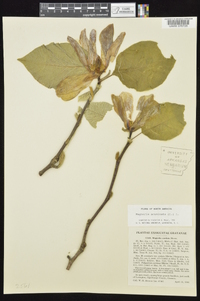 Magnolia acuminata image