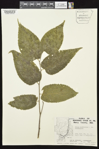 Celtis occidentalis var. occidentalis image