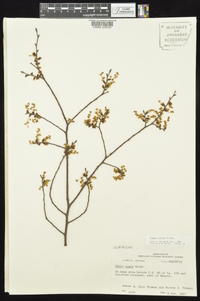 Ulmus alata image