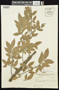 Ulmus alata image