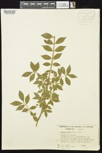 Euonymus alatus image