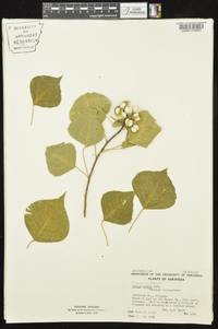 Triadica sebifera image